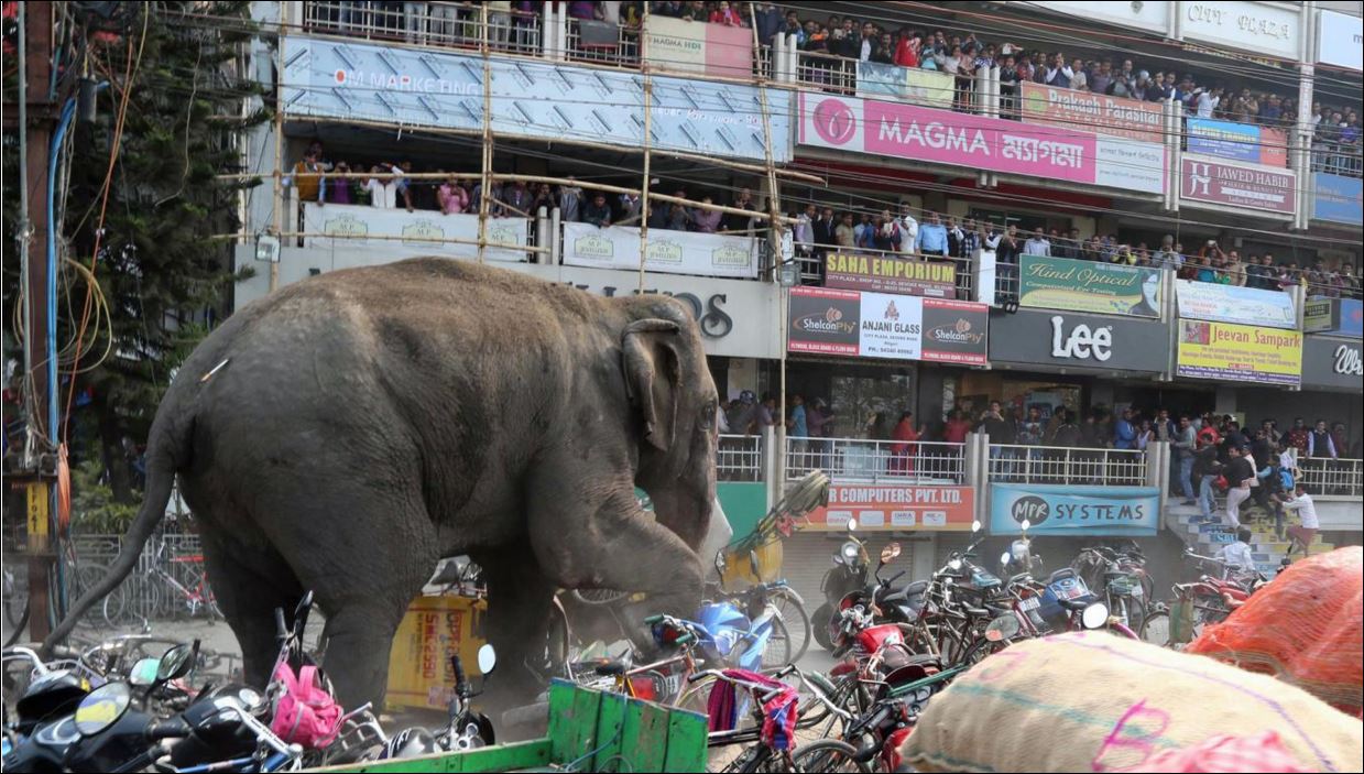 Ελέφαντας κατέστρεψε ολοσχερώς πόλη στην Ινδία – ΦΩΤΟ – ΒΙΝΤΕΟ