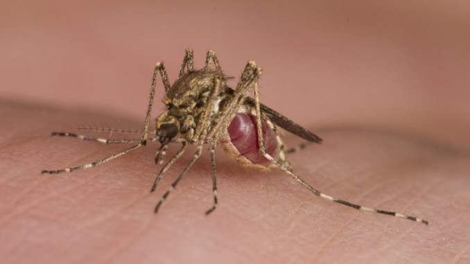 Βραζιλία: Επιβεβαιωμένα 462 περιστατικά με Ζίκα