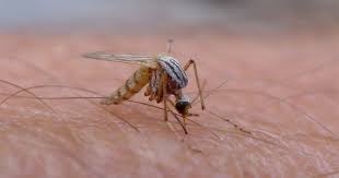 Το πρώτο κρούσμα του ιού Ζίκα στις ΗΠΑ