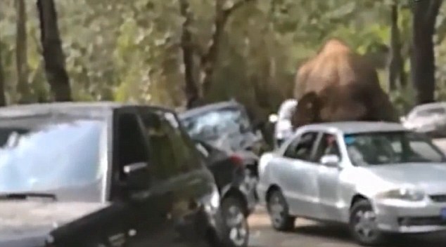 Ελέφαντας με ερωτική απογοήτευση… ισοπέδωσε 19 αυτοκίνητα – ΒΙΝΤΕΟ