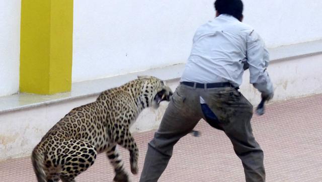 Δραπέτευσε ξανά η λεοπάρδαλη που έσπειρε τον τρόμο στην Ινδία