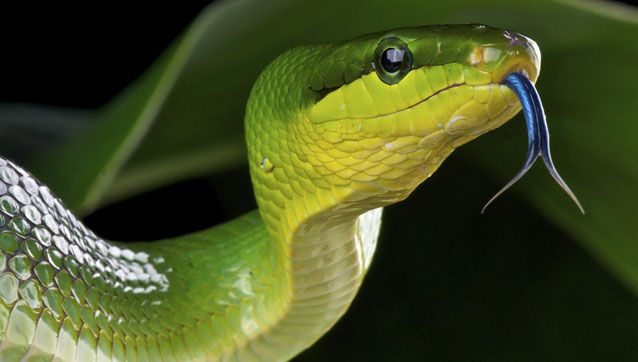 perierga.gr - Πώς μυρίζουν τα ζώα; perierga.gr - Πώς μυρίζουν τα ζώα;