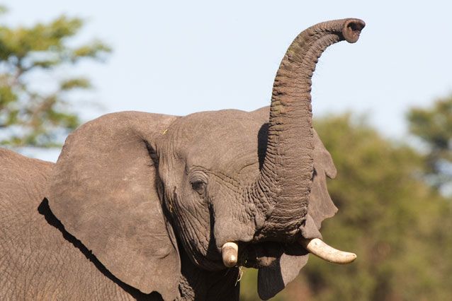 perierga.gr - Πώς μυρίζουν τα ζώα; perierga.gr - Πώς μυρίζουν τα ζώα;