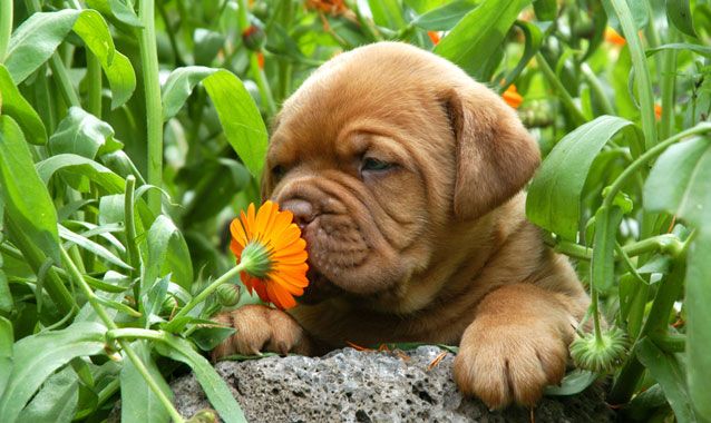 perierga.gr - Πώς μυρίζουν τα ζώα; perierga.gr - Πώς μυρίζουν τα ζώα;