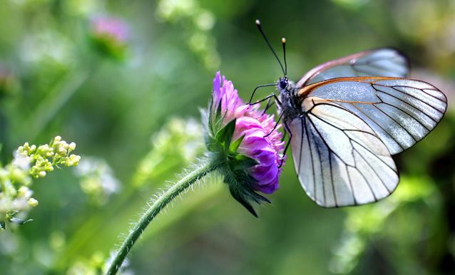 perierga.gr - Πώς μυρίζουν τα ζώα; perierga.gr - Πώς μυρίζουν τα ζώα;