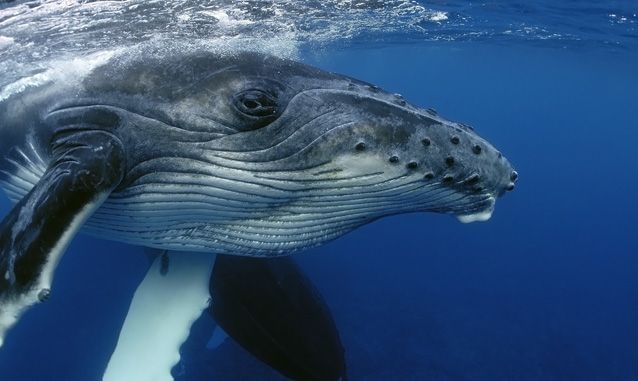 perierga.gr - Πώς μυρίζουν τα ζώα; perierga.gr - Πώς μυρίζουν τα ζώα;