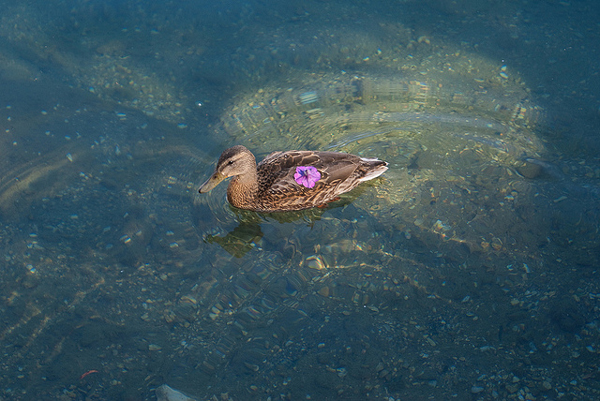 perierga.gr - Η λίμνη με τα 22 ναυάγια! perierga.gr - Η λίμνη με τα 22 ναυάγια!