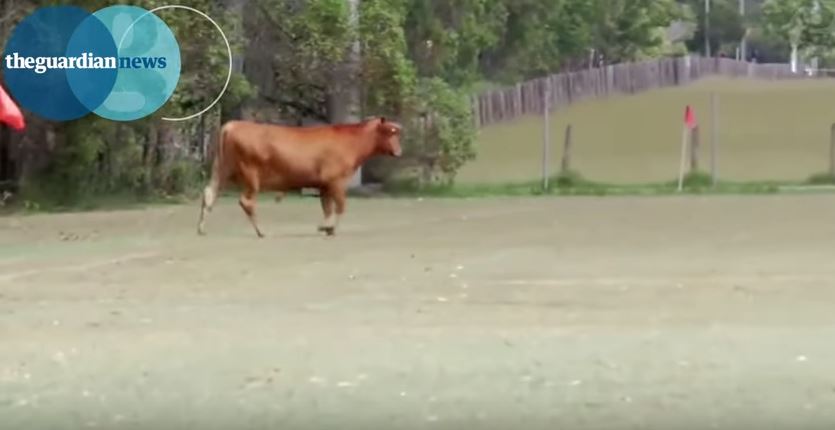 Αυστραλία- Ταύρος εισέβαλε σε γήπεδο που έπαιζαν παιδιά – ΒΙΝΤΕΟ