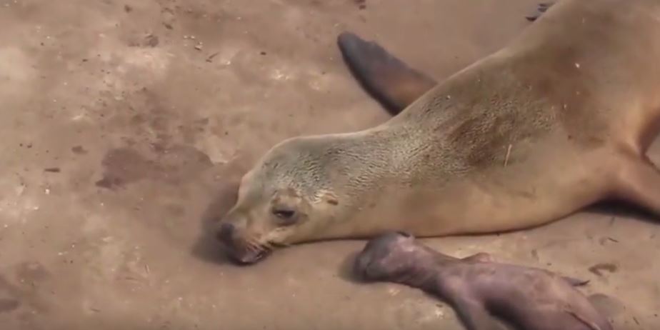 Θαλάσσιος ελέφαντας θρηνεί για το μωρό του – ΒΙΝΤΕΟ