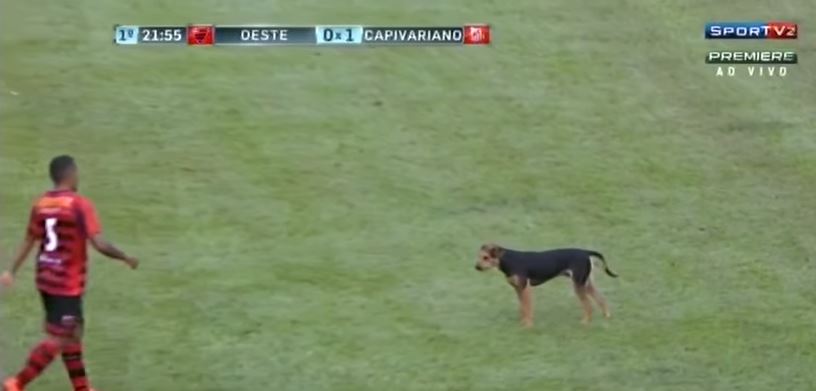 Σκύλος διέκοψε αγώνα ποδοσφαίρου στη Βραζιλία – ΒΙΝΤΕΟ
