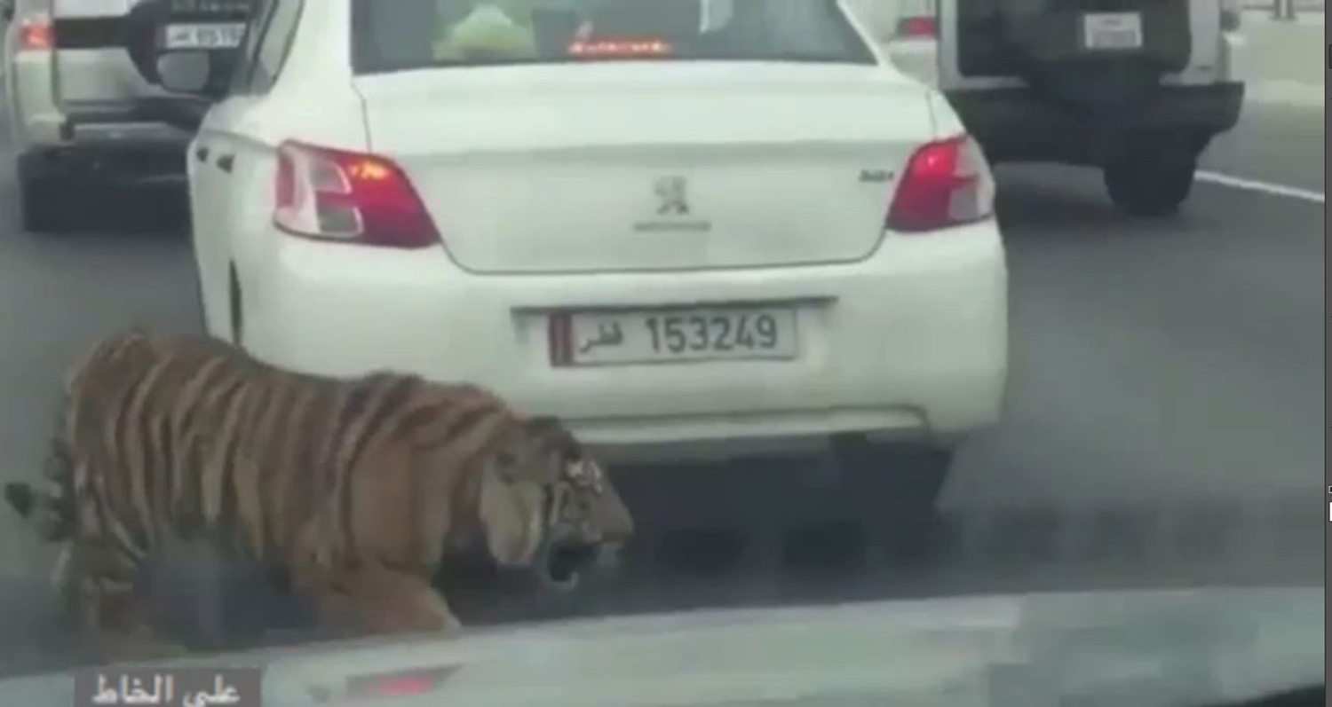 Κυκλοφοριακό χάος προκάλεσε μια… τίγρης – ΒΙΝΤΕΟ