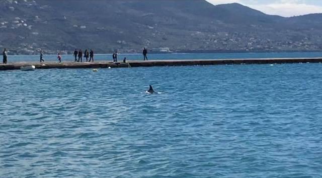 Ένα δελφίνι έκανε βόλτα στο λιμάνι της Καλαμάτας – ΒΙΝΤΕΟ