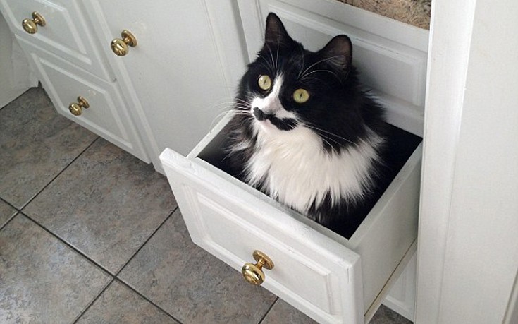 Η γάτα με το «μουστάκι» που έχει γίνει viral – ΦΩΤΟ