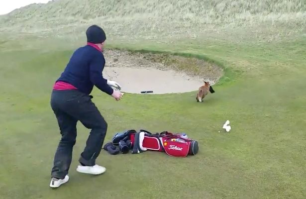 Αυτή η αλεπού είναι επαγγελματίας κλέφτρα – ΒΙΝΤΕΟ