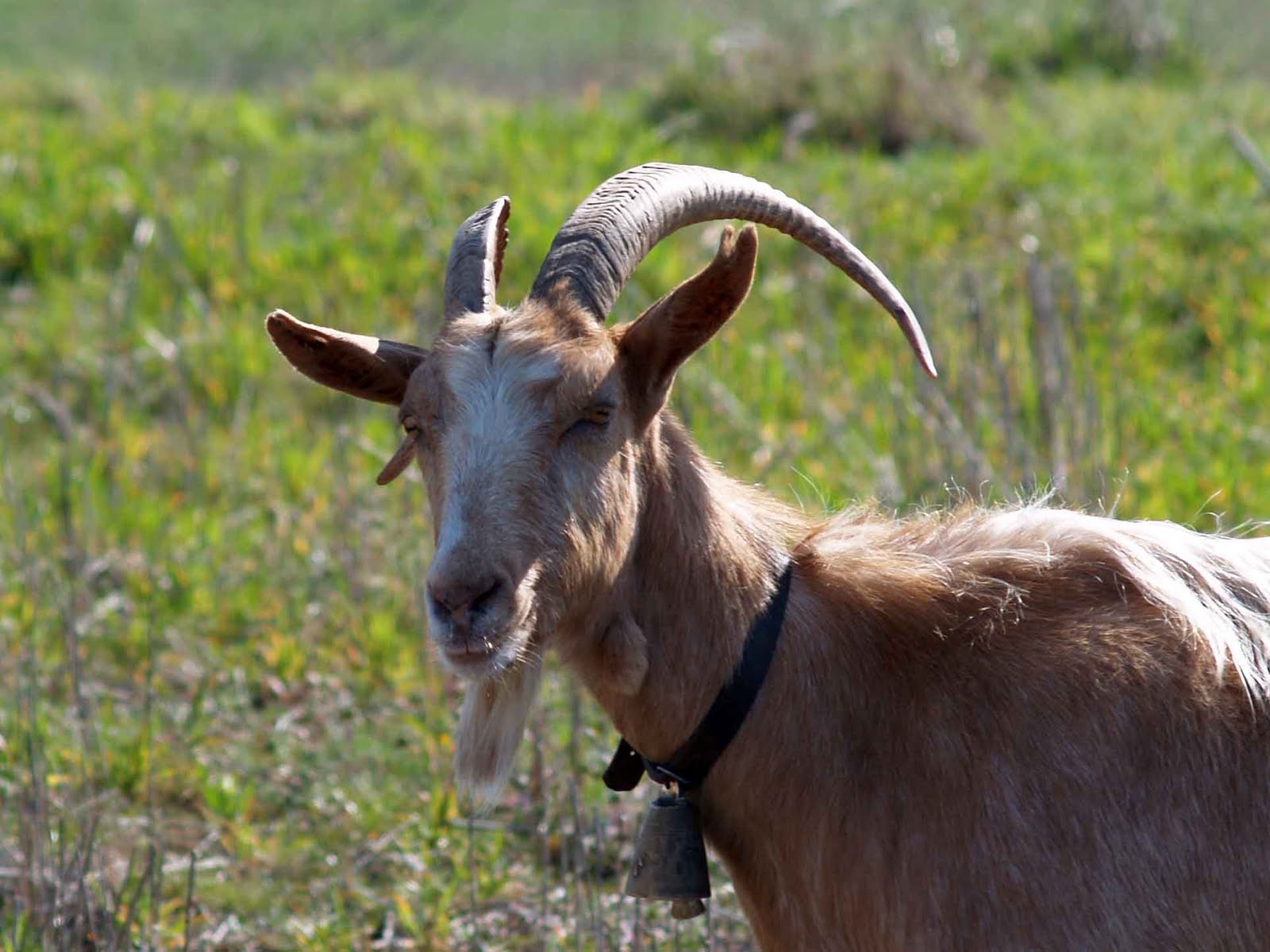 Κακή ιδέα να προκαλείς έναν… τράγο – ΒΙΝΤΕΟ