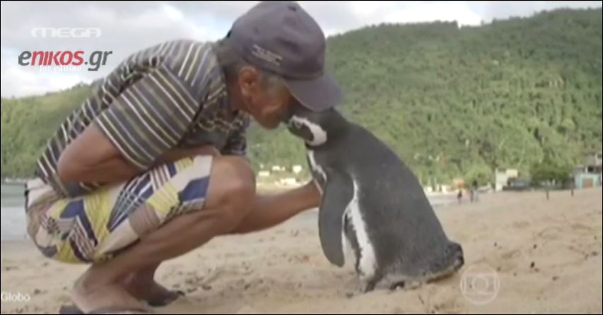 Η τρυφερή ιστορία φιλίας μεταξύ πιγκουίνου και ηλικιωμένου – ΒΙΝΤΕΟ