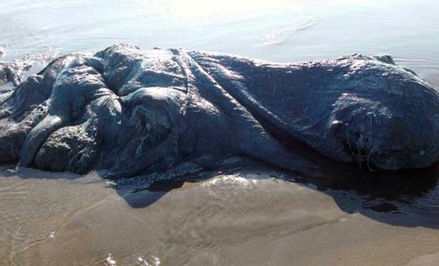 Δείτε το μυστηριώδες πλάσμα που ξέβρασε η θάλασσα στο Μεξικό – ΦΩΤΟ