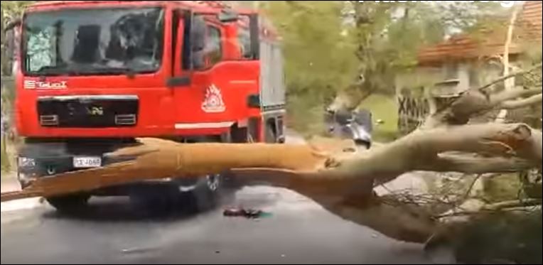 Τραγωδία στα Χανιά – Δέντρο καταπλάκωσε και σκότωσε οδηγό – ΒΙΝΤΕΟ