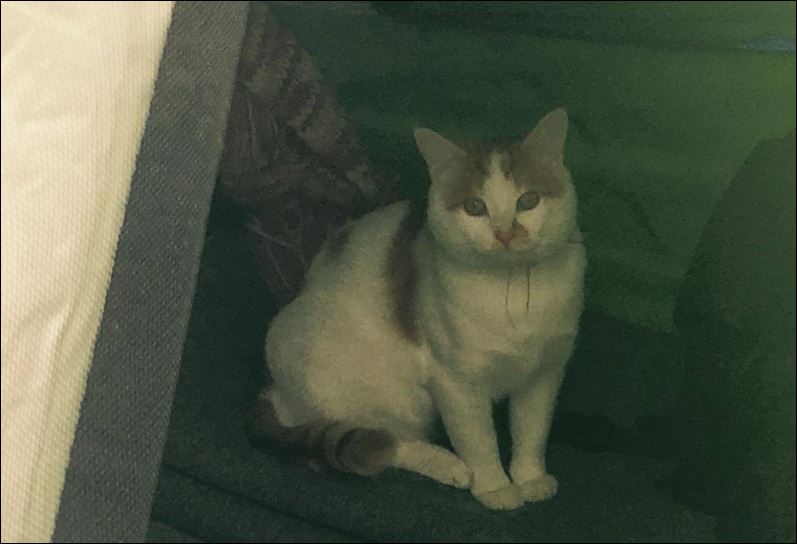 Ο γάτος των προσφύγων στην Ειδομένη – ΦΩΤΟ