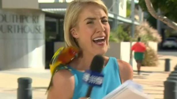 Δημοσιογράφος έπαθε κρίση πανικού on camera εξαιτίας ενός παπαγάλου – ΒΙΝΤΕΟ