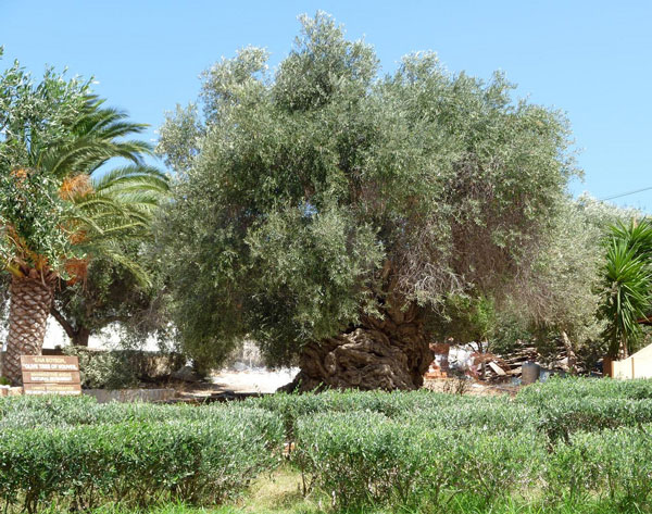 perierga.gr - Η αρχαιότερη ελιά του κόσμου!