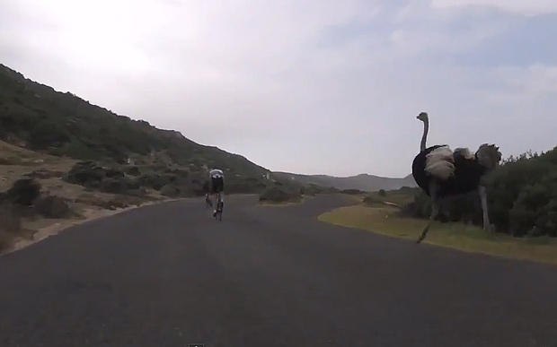 Στρουθοκάμηλος πήρε στο κυνήγι ποδηλάτες – ΒΙΝΤΕΟ