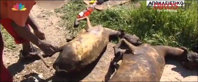 Υγιεινομική βόμβα στον Ασπρόπυργο – Σπρώχνουν καμένα ζώα στην αγορά – ΒΙΝΤΕΟ