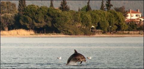 Πήγαν βόλτα στη θάλασσα και είχαν για παρέα τα… δελφίνια