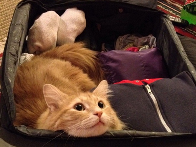 perierga.gr - Παράξενα μέρη που... συχνάζουν οι γάτες!