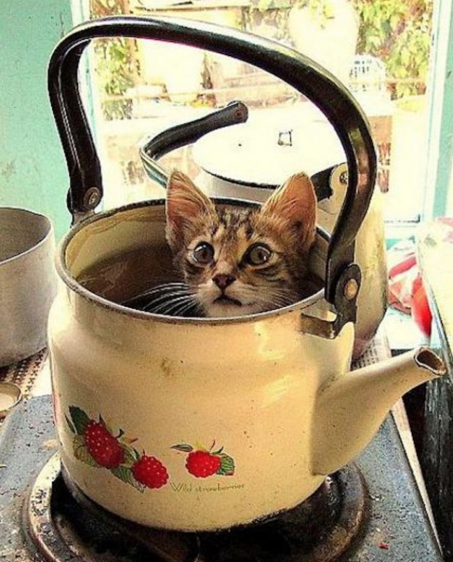 perierga.gr - Παράξενα μέρη που... συχνάζουν οι γάτες!