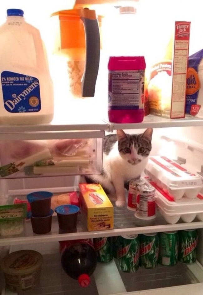 perierga.gr - Παράξενα μέρη που... συχνάζουν οι γάτες!