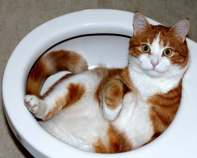 perierga.gr - Παράξενα μέρη που... συχνάζουν οι γάτες!