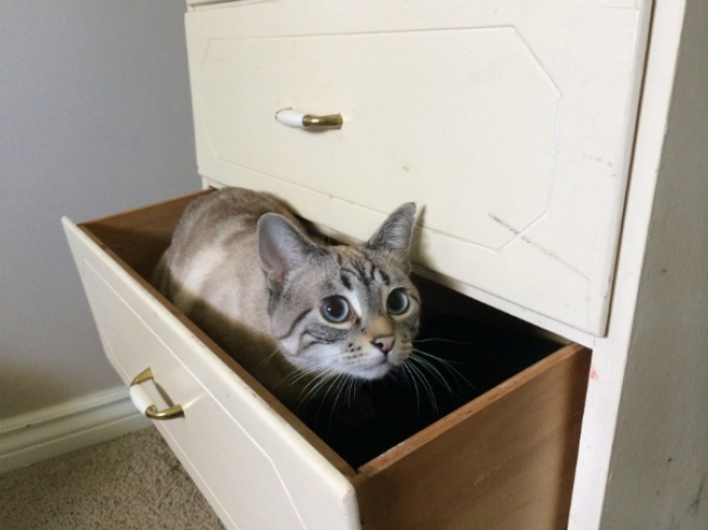 perierga.gr - Παράξενα μέρη που... συχνάζουν οι γάτες!