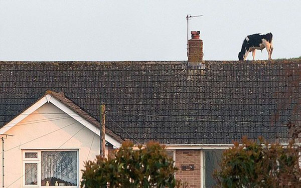 perierga.gr - Αγελάδες βόσκουν στην οροφή- η τέλεια οφθαλμαπάτη! perierga.gr - Αγελάδες βόσκουν στην οροφή- η τέλεια οφθαλμαπάτη!