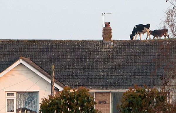 perierga.gr - Αγελάδες βόσκουν στην οροφή- η τέλεια οφθαλμαπάτη! perierga.gr - Αγελάδες βόσκουν στην οροφή- η τέλεια οφθαλμαπάτη!