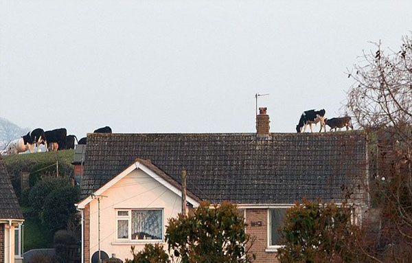 perierga.gr - Αγελάδες βόσκουν στην οροφή- η τέλεια οφθαλμαπάτη!