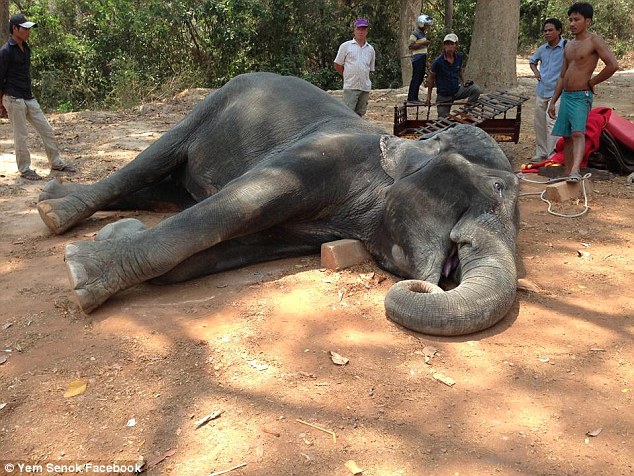 Καιρός και τουρίστες «σκότωσαν» έναν ελέφαντα – ΦΩΤΟ