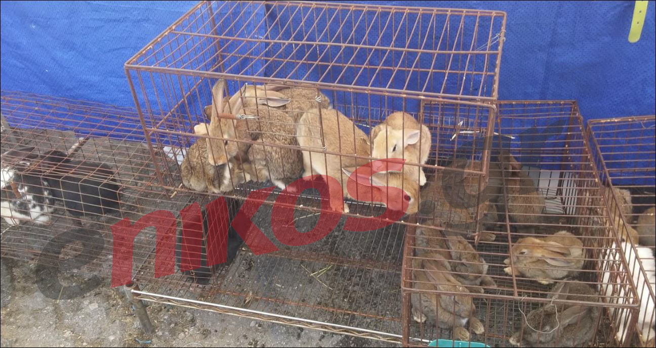 Εικόνες φρίκης στο Σχιστό με το παζάρι των “ψυχών” -ΦΩΤΟ