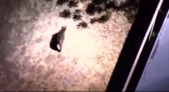 Αρκούδα κόβει βόλτες στο Λος Άντζελες – ΒΙΝΤΕΟ