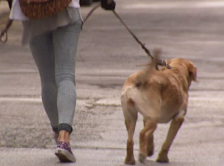 Το επάγγελμα που άνθισε στην κρίση – ΒΙΝΤΕΟ