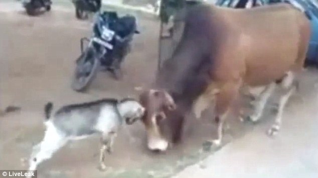 Δαβίδ εναντίον Γολιάθ ή… κατσικάκι εναντίον ταύρου – ΒΙΝΤΕΟ