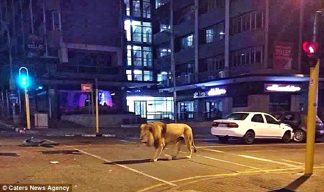 Λιοντάρι κόβει βόλτες στο Γιοχάνεσμπουργκ – ΦΩΤΟ