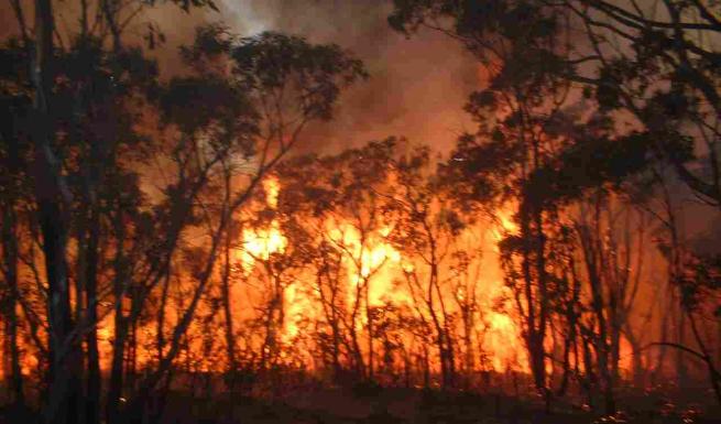 Hλεία: Ανεξέλεγκτη πυρκαγιά σε δασική έκταση ανάμεσα σε Αλφειούσα και Καλλίκωμο