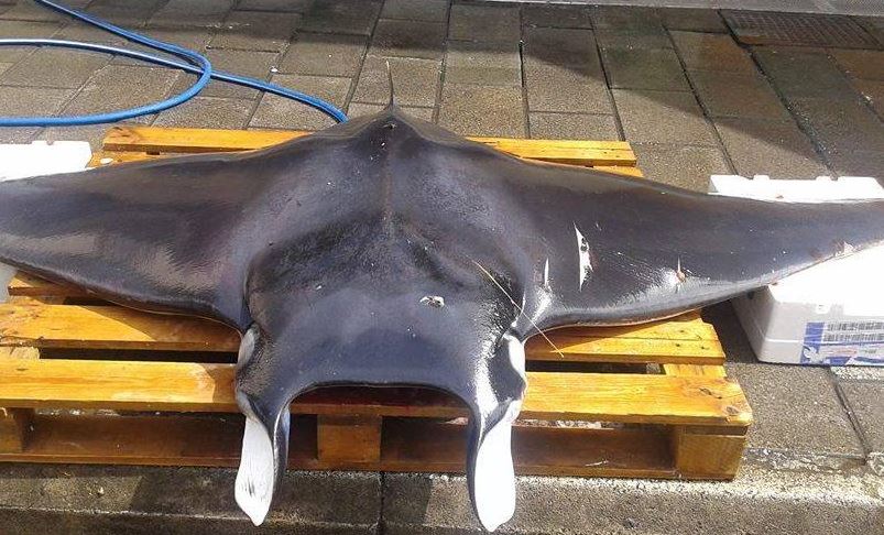 Πάτρα: Σαλάχι- γίγας έκλεψε την παράσταση