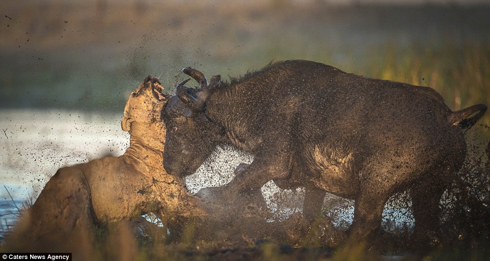 Συγκλονιστική μάχη: Boυβάλι επιτίθεται σε λιοντάρια για να προστατέψει τα μικρά του – ΦΩΤΟ