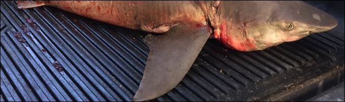 Καρχαρίας 2,5 μέτρων στη Στυλίδα – ΦΩΤΟ