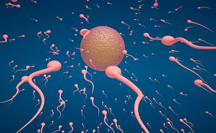 Κιρσοκήλη: Η θεραπεία της βελτιώνει την ποιότητα του σπέρματος