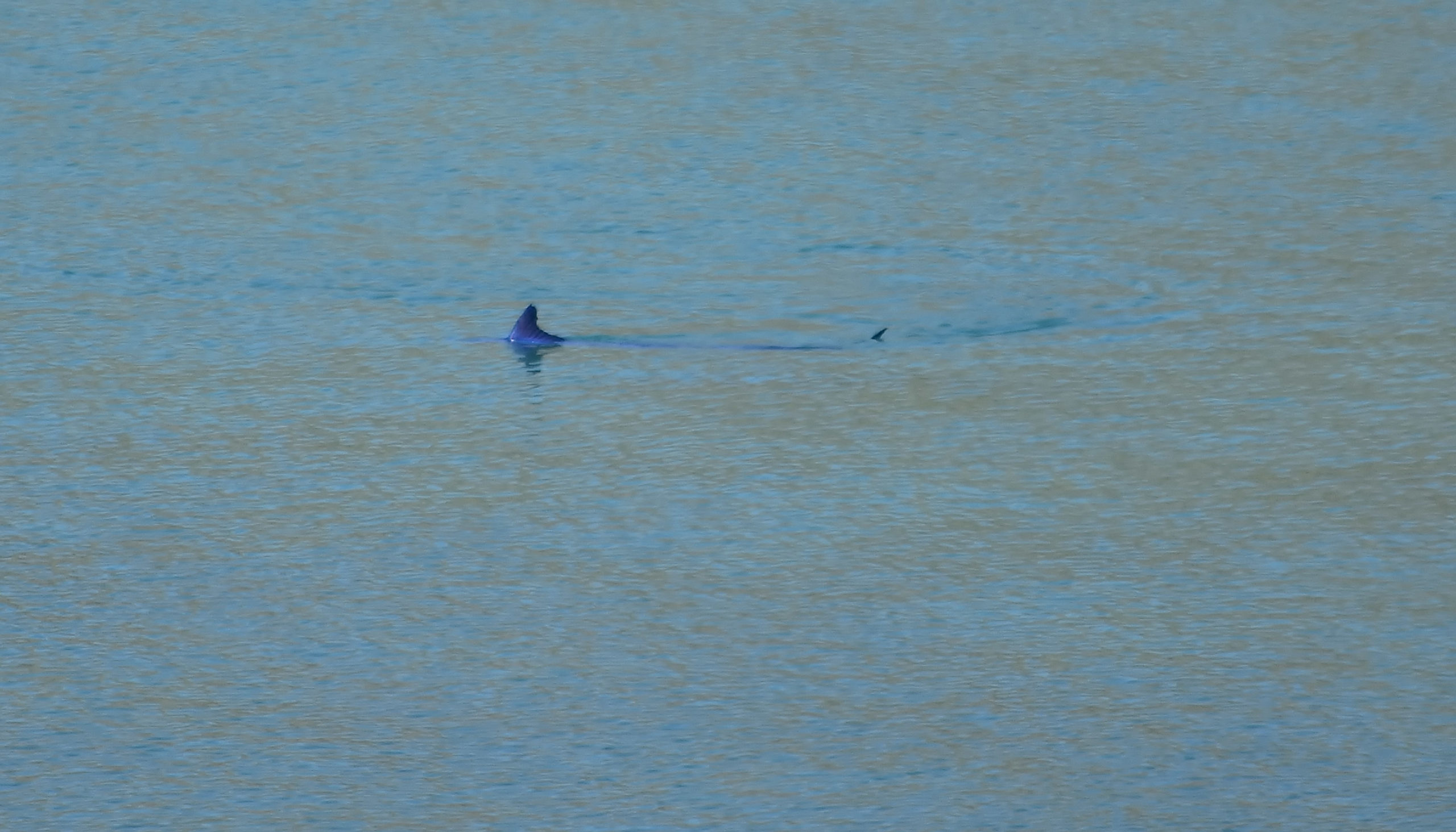 Ο καρχαρίας στην παραλία του Ναυπλίου ήταν… βασιλική ζαργάνα – ΦΩΤΟ