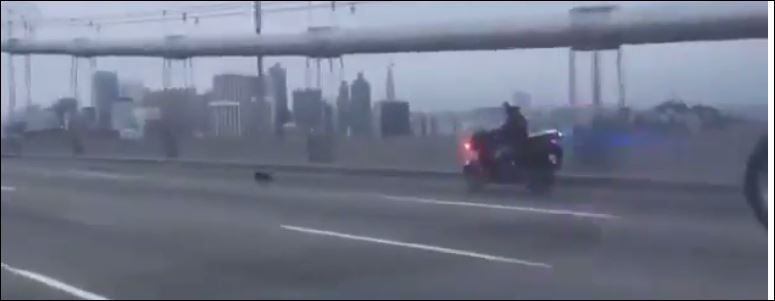 Αστυνομική καταδίωξη για τη σύλληψη ενός τετράποδου “φυγά” – ΒΙΝΤΕΟ