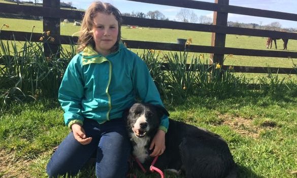 Αυτός ο σκύλος περπάτησε 380 χιλιόμετρα για να βρει το αφεντικό του – ΦΩΤΟ